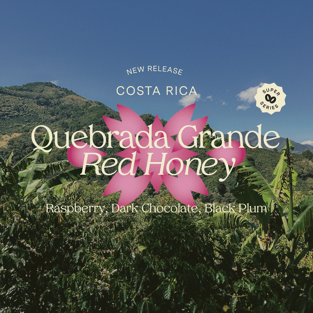 Detour Coffee Single Origin Costa Rica Quebrada Grande Red Honey Moka Whole Bean Specialty Coffee