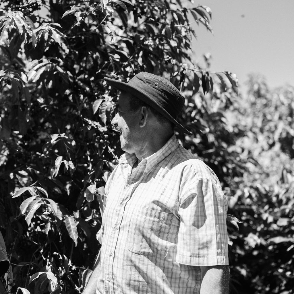 Ricardo Calderon Red Honey Los Girasoles Typica Mejorado 