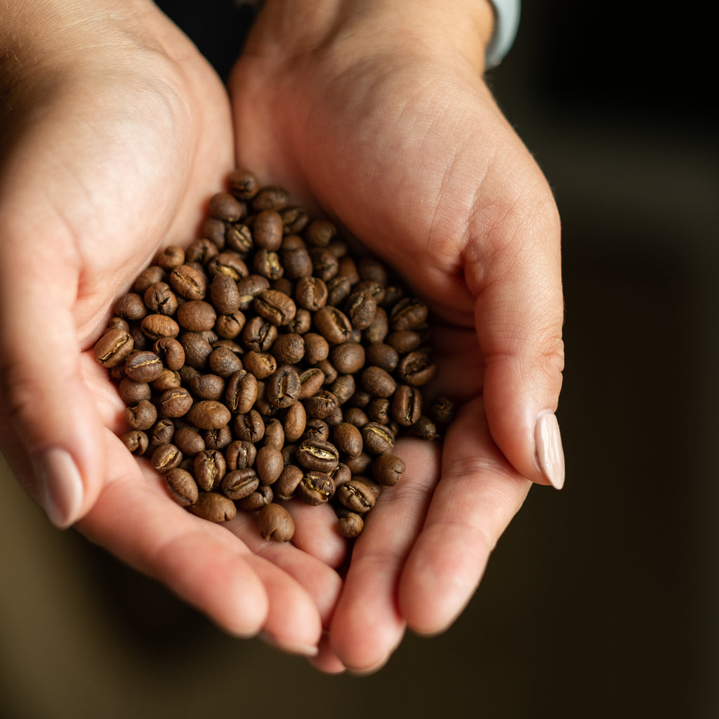 peaberry sole de manana single origin coffee from bolivia whole beans in hands 